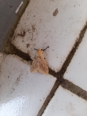 Creatonotos transiens