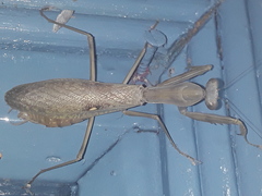 Hierodula tenuidentata