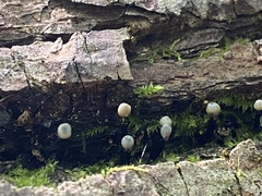 Holwaya mucida