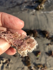 Corallina officinalis