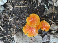 Hygrocybe miniata