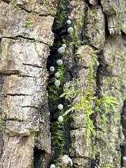 Holwaya mucida