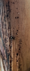 Euophryini