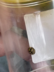 Harmonia testudinaria