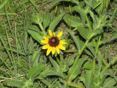 Rudbeckia hirta