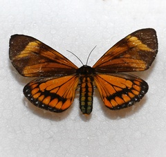 Dysschema aorsa