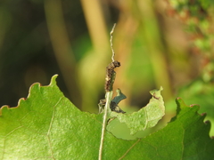 Limenitis