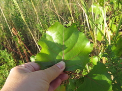Limenitis