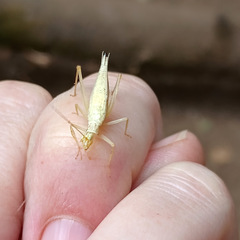 Oecanthus quadripunctatus