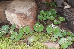 Crassula umbella