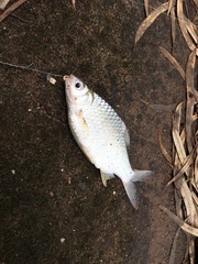 Barbonymus gonionotus