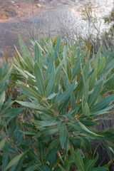 Brabejum stellatifolium