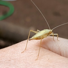 Oecanthus quadripunctatus