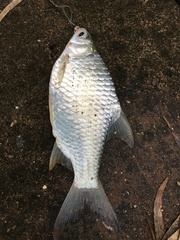 Barbonymus gonionotus