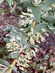 Hakea