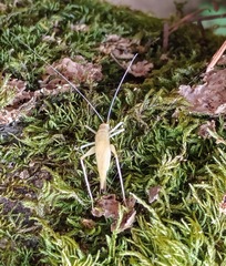 Oecanthus quadripunctatus