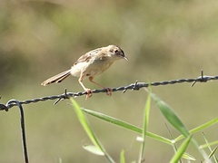 Cisticola exilis