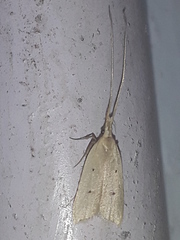 Lecithocera