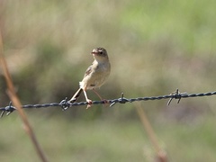 Cisticola exilis