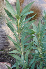 Brabejum stellatifolium