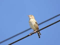 Cisticola exilis