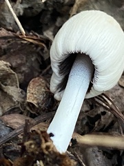 Coprinaceae