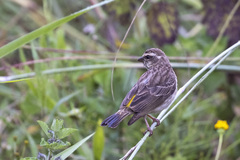 Crithagra reichenowi