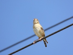 Cisticola exilis
