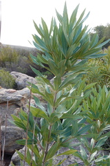 Brabejum stellatifolium