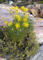 Euryops speciosissimus