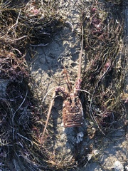 Panulirus interruptus