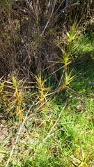 Dracophyllum