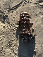 Panulirus interruptus