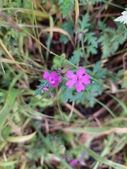 Glandularia canadensis