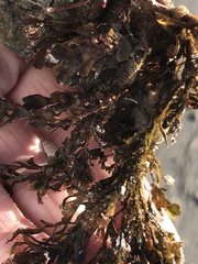 Dictyopteris undulata