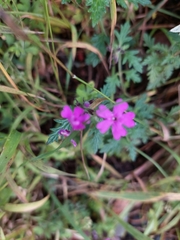 Glandularia canadensis