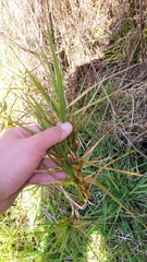 Dracophyllum