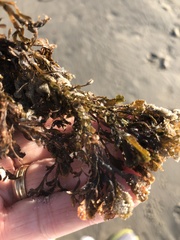 Dictyopteris undulata