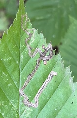 Stigmella lemniscella