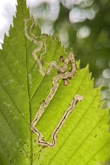 Stigmella lemniscella