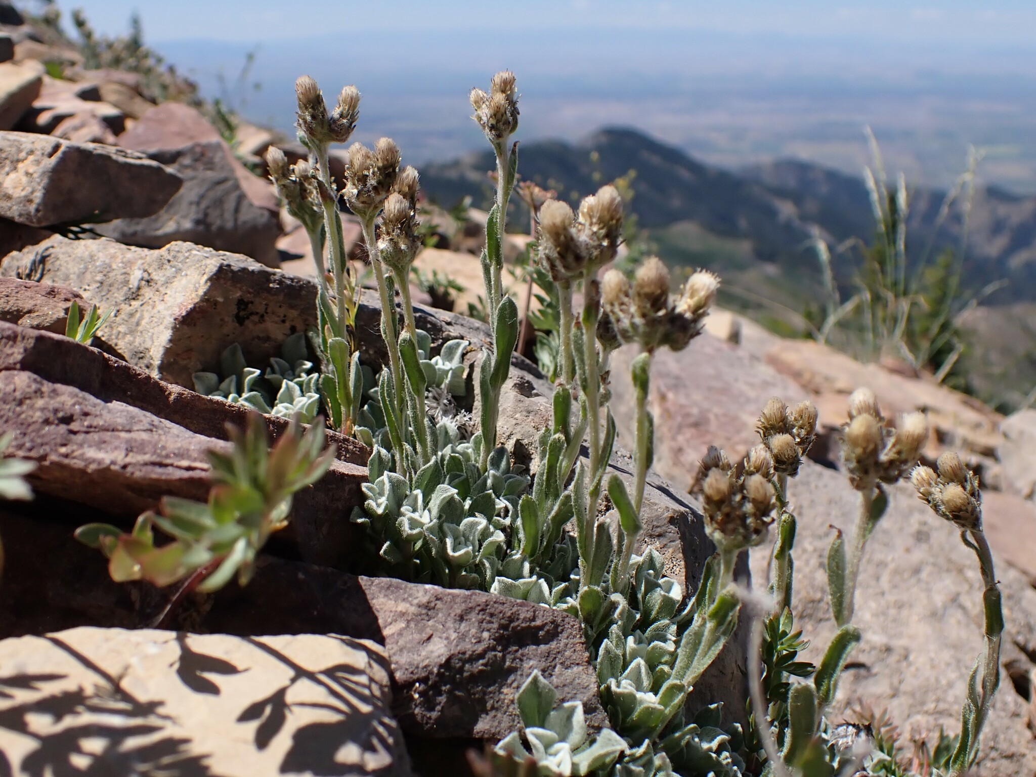Antennaria aromatica