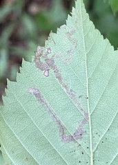 Stigmella lemniscella