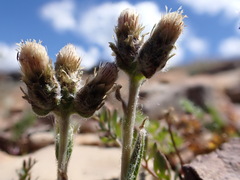 Antennaria aromatica