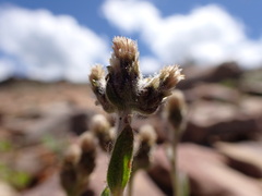 Antennaria aromatica