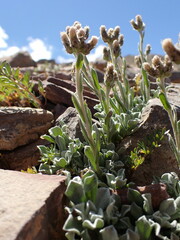 Antennaria aromatica