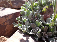 Antennaria aromatica