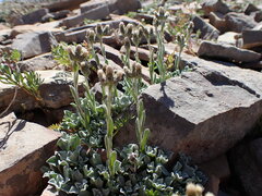 Antennaria aromatica