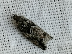 Epinotia nisella