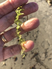Ulva taeniata