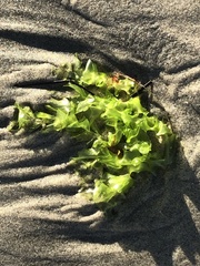Ulva californica